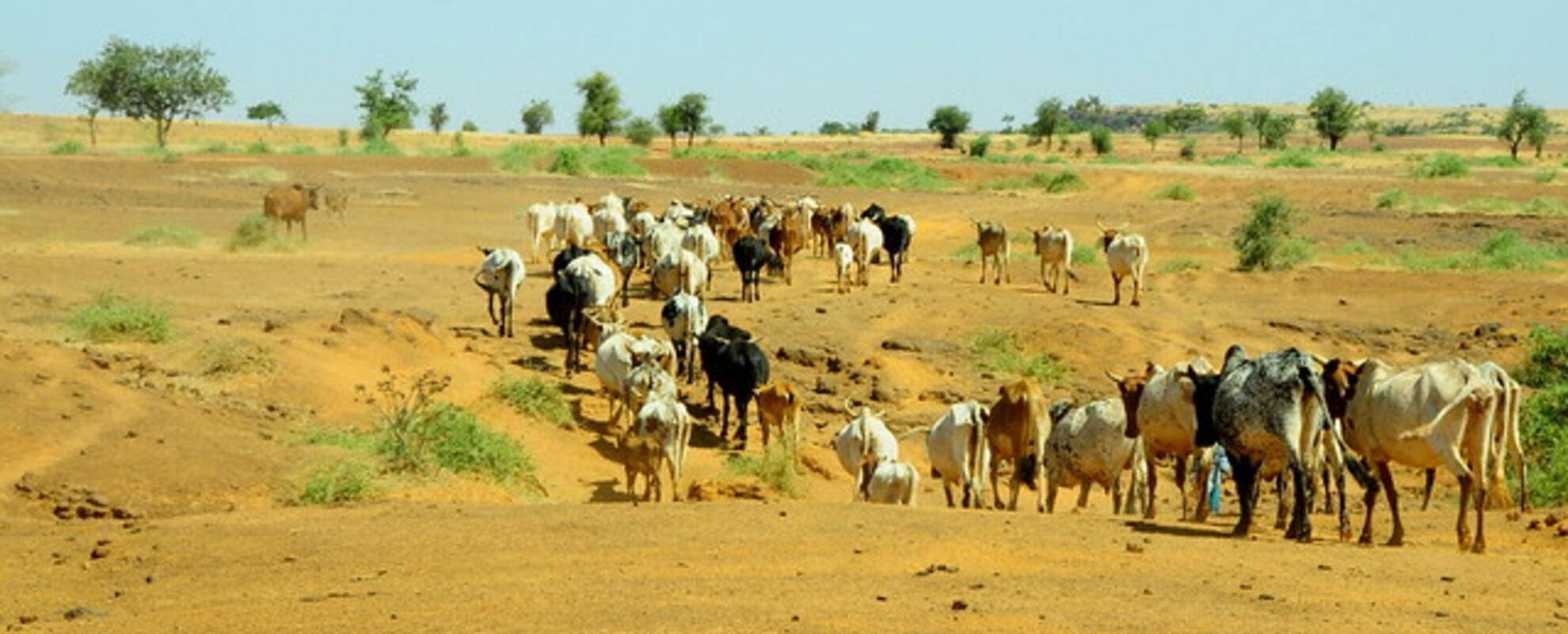 Livestock (ILRI) 