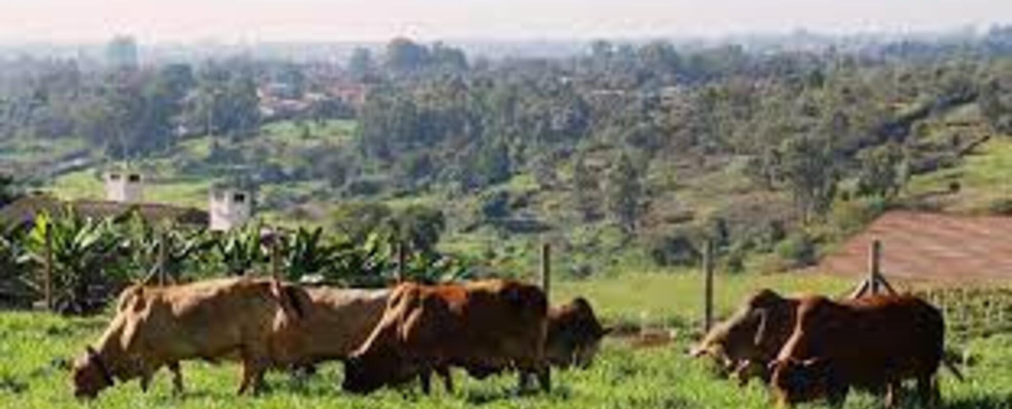 Sustainable Livestock (ILRI)