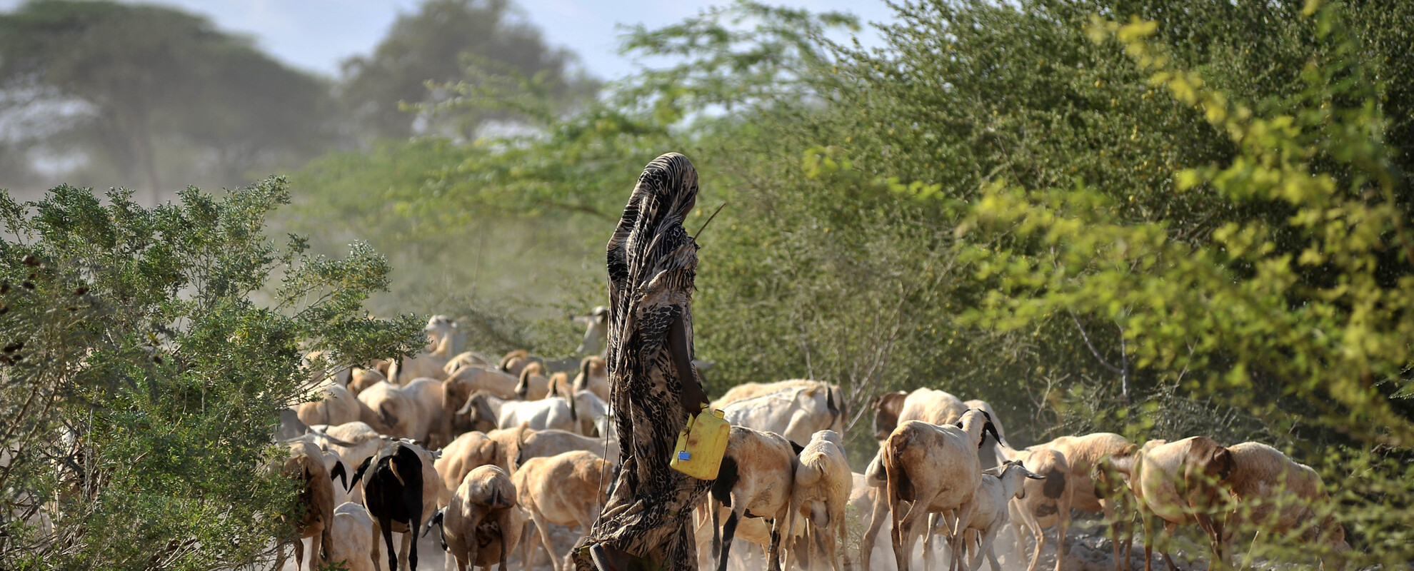 Goats being herded near a water point in Wajir, northern Kenya