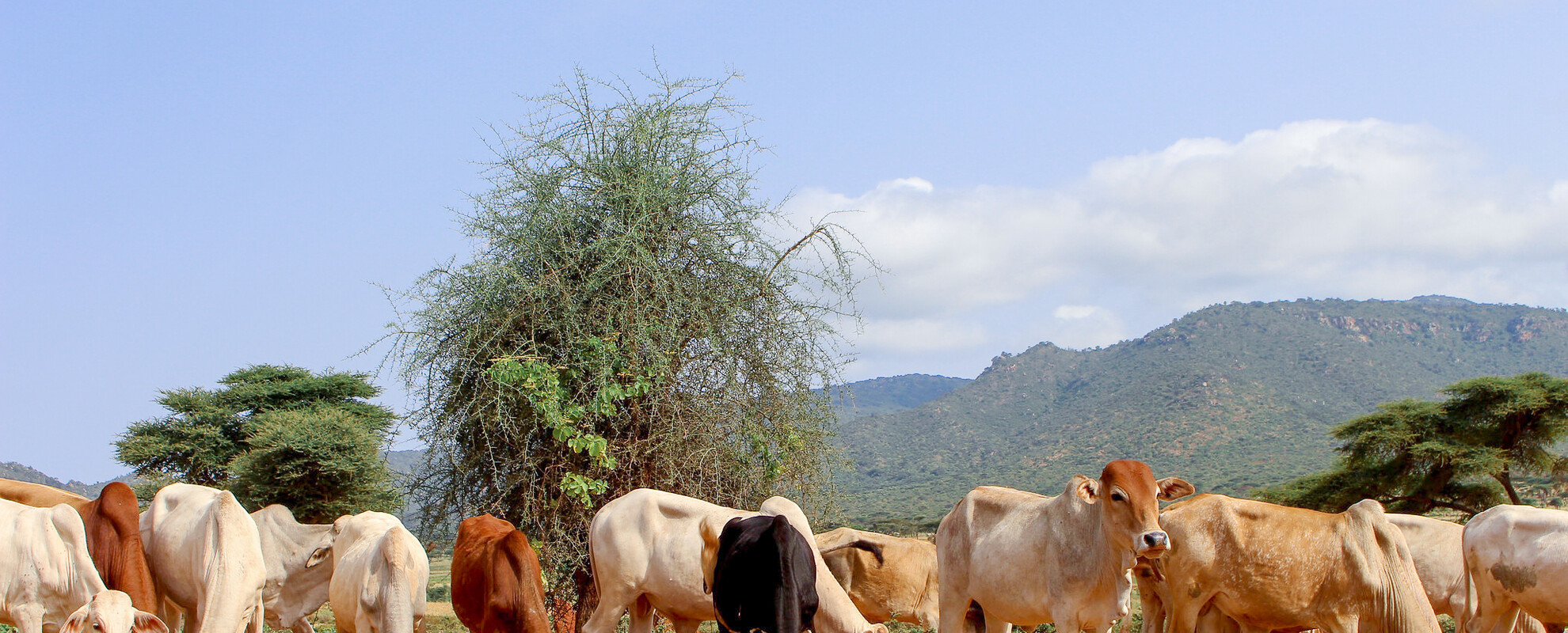 Boran cattle grazing on pasture