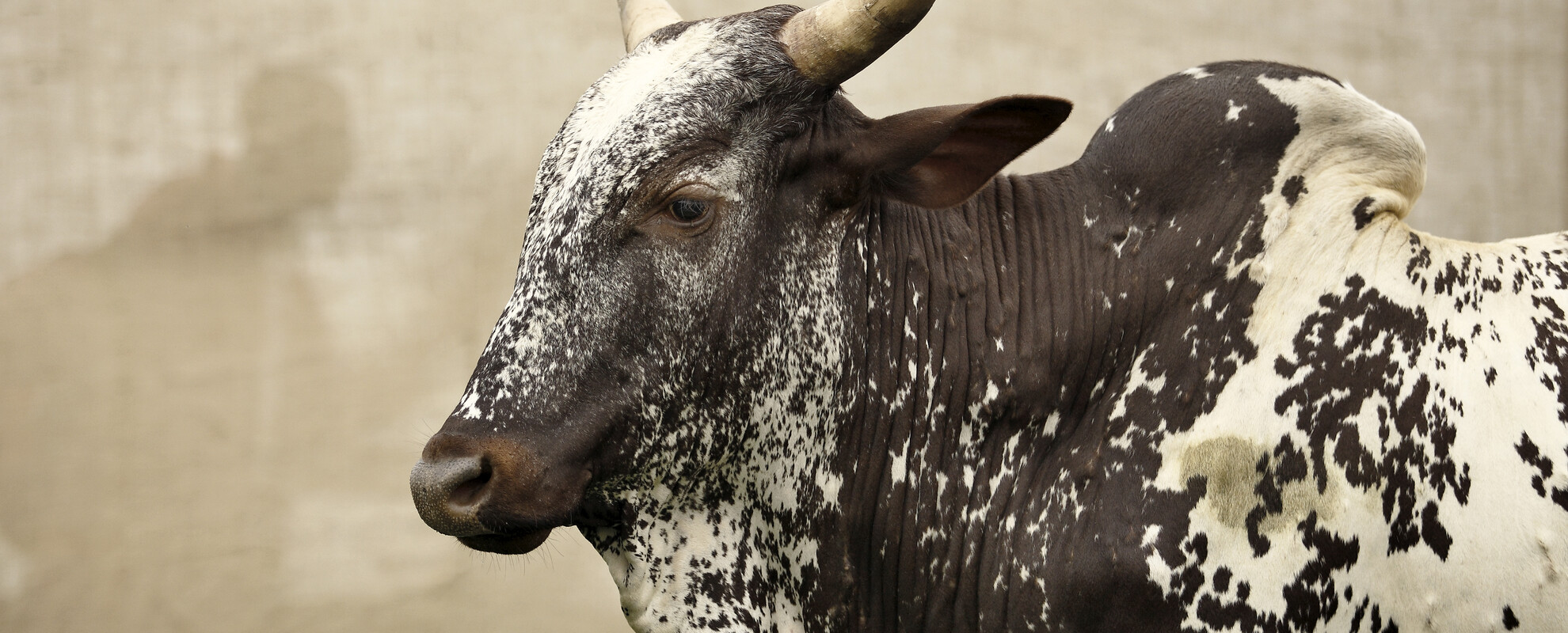 Cattle breed: Red & White Fulani. Location: Bamenda, Cameroon.