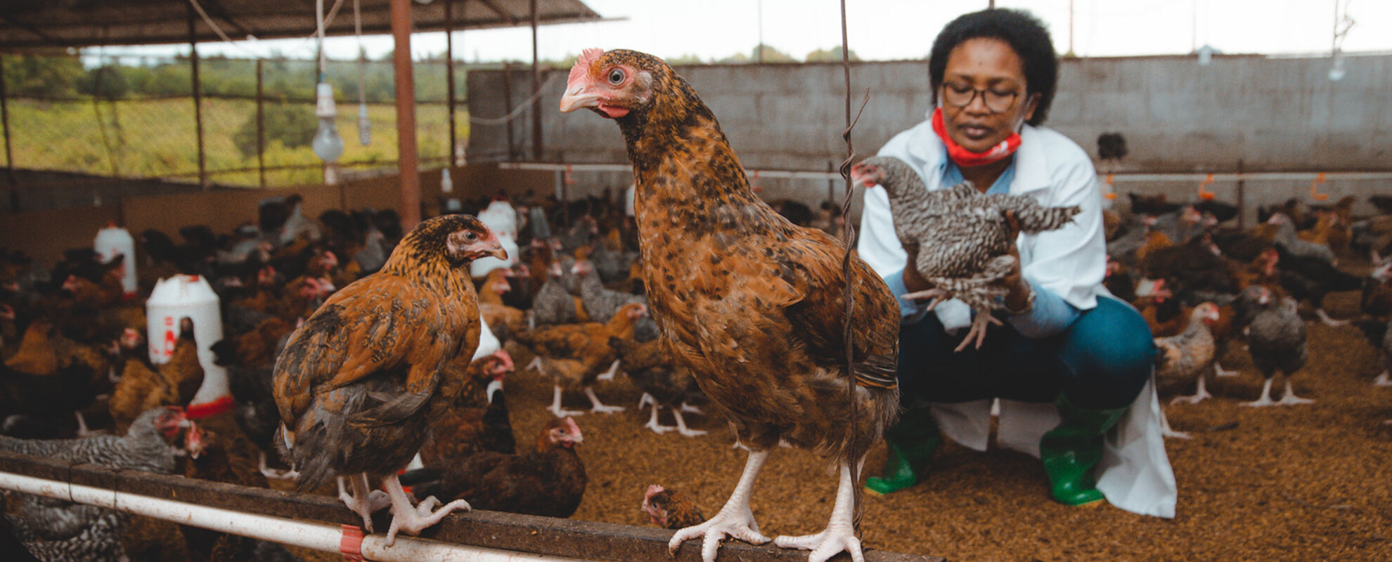 Poultry business CEO with chickens.