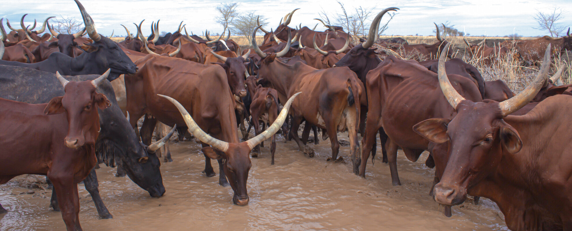 Fallata (Fulbe) cattle herd drinking water from a water pool along a livestock route in southern Gadarif, Sudan