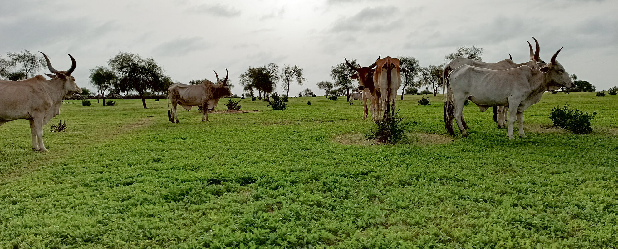 Cow herd in the Ferlo silvo-pastoral zone at the beginning of the rainy season