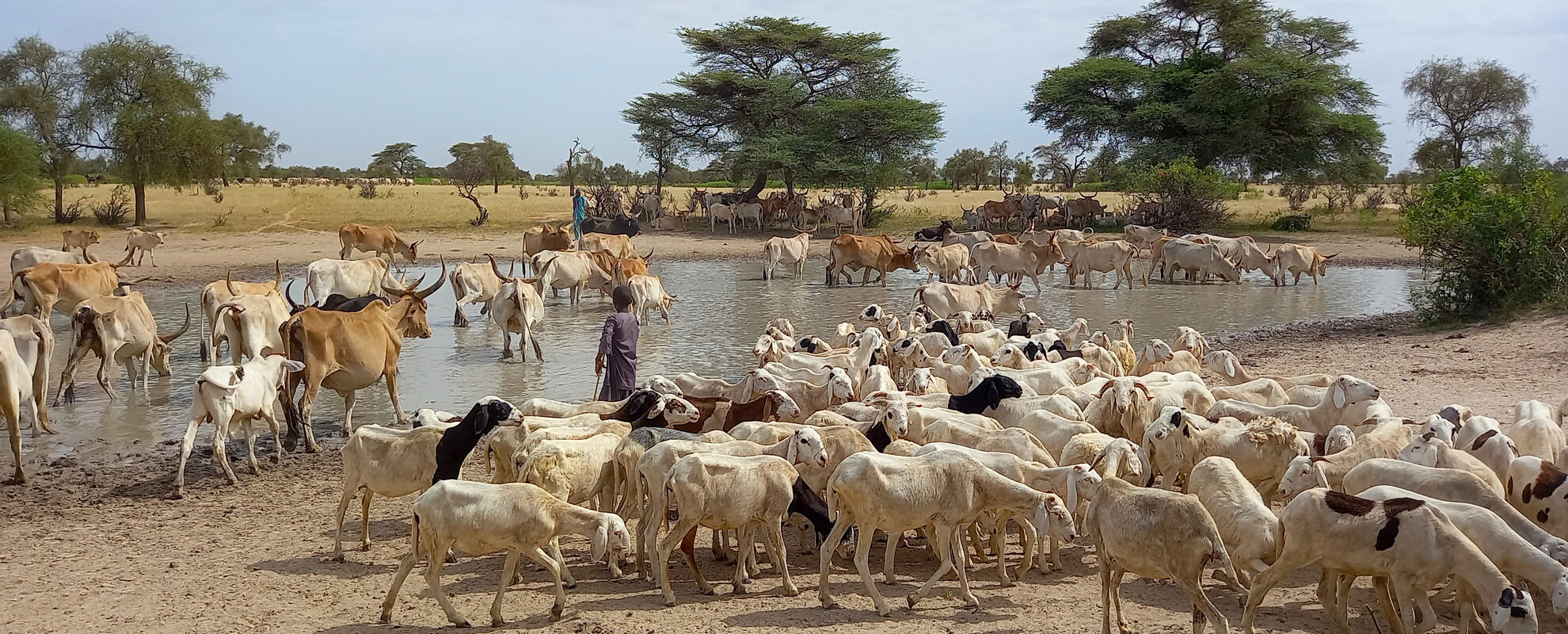 Herds of cattle and sheep around a waterhole