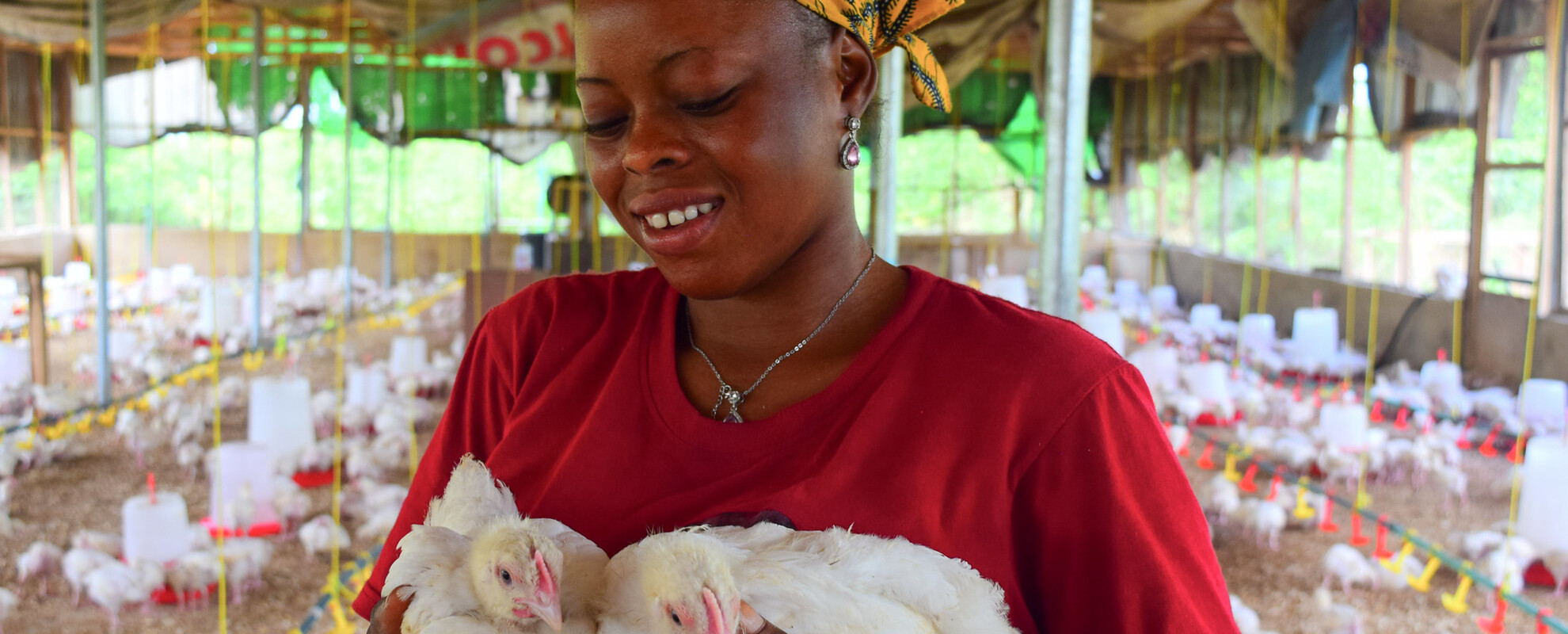 Woman poultry farmer holding chickens.