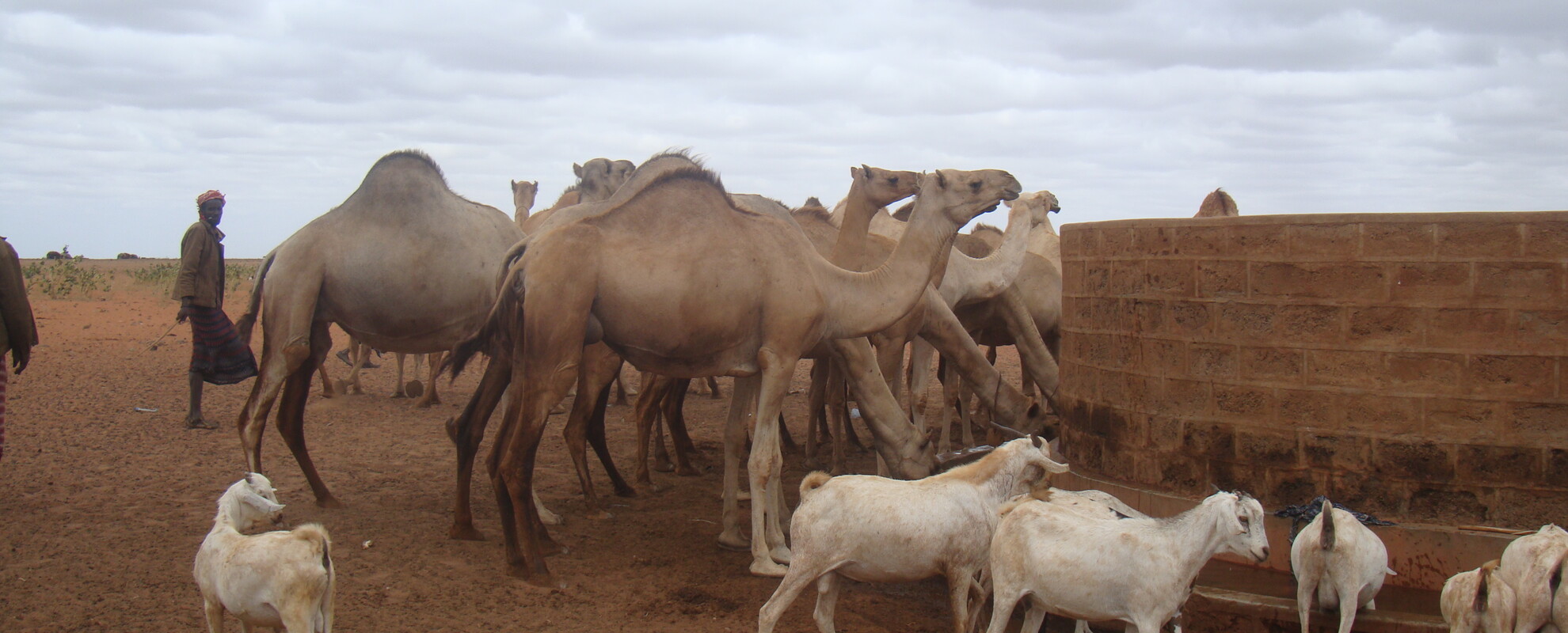Livestock at Burgabo, Marsabit County - Northern Kenya