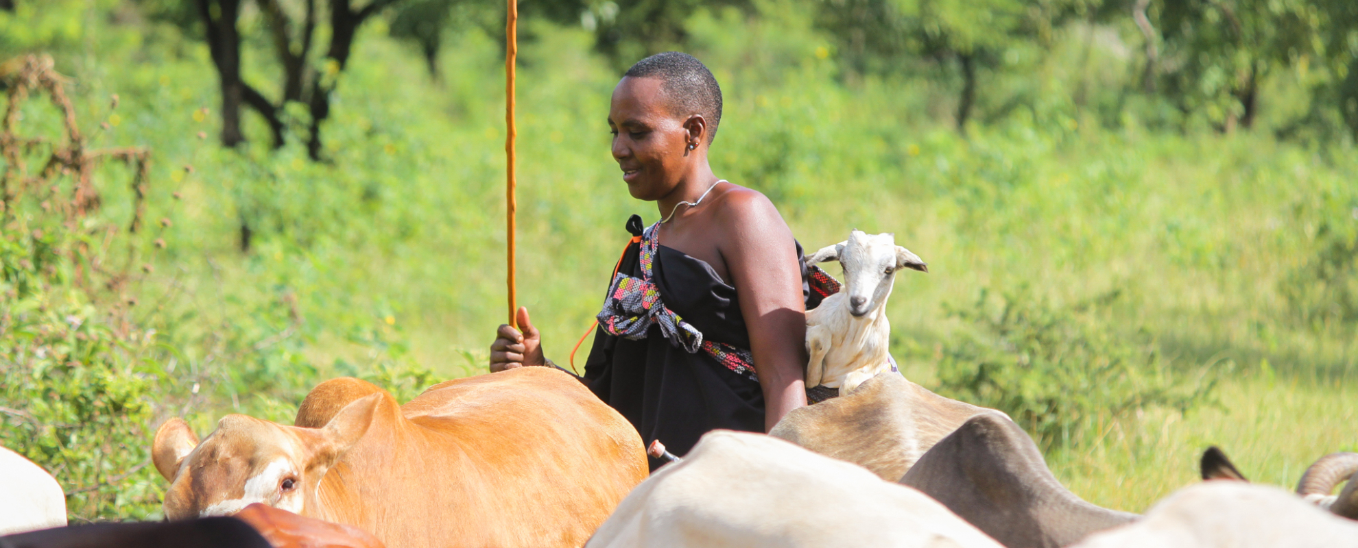 Maasai woman with her cattle in Tanzania