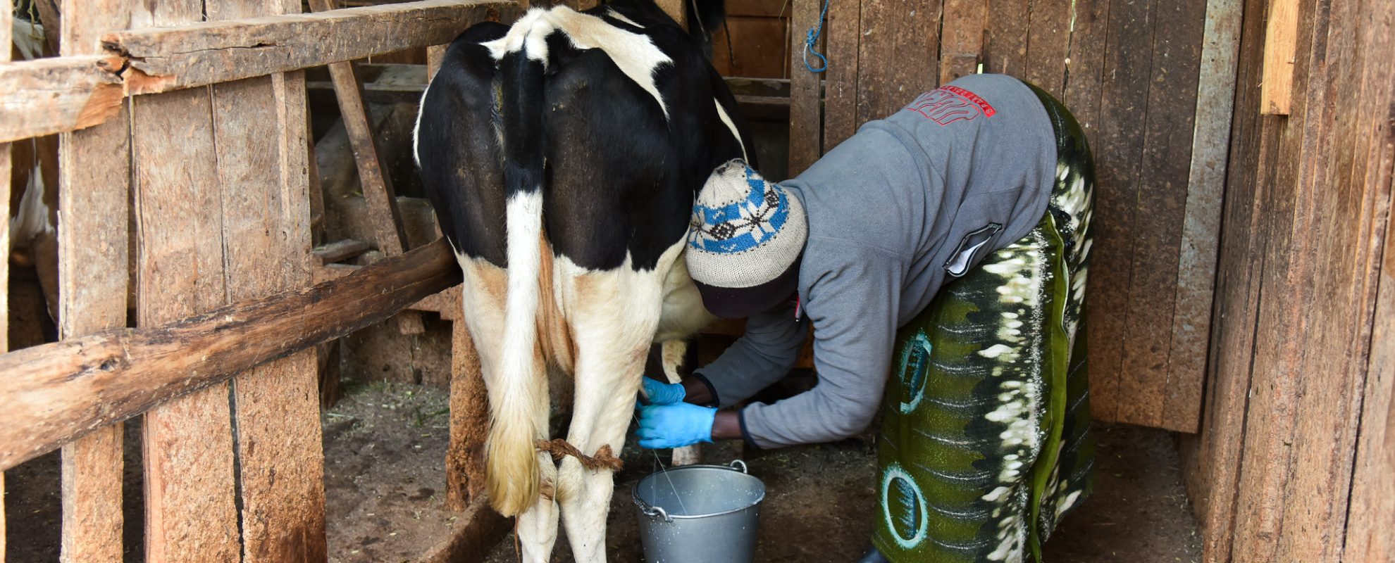 Lilian milking dairy cow