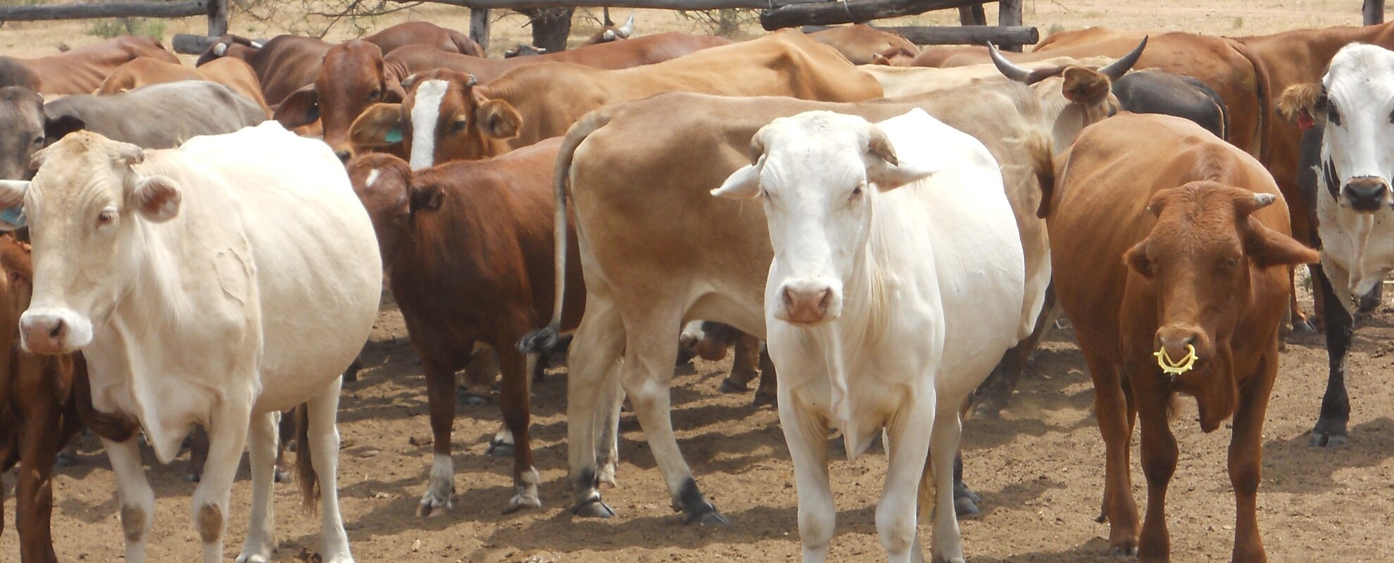 Image of cows