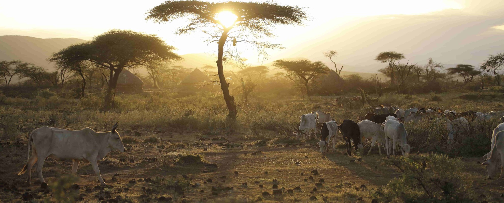 Cattle breed Boran. Location Nr Mega, southern Ethiopia (photo credit: ILRI/ Stevie Mann)