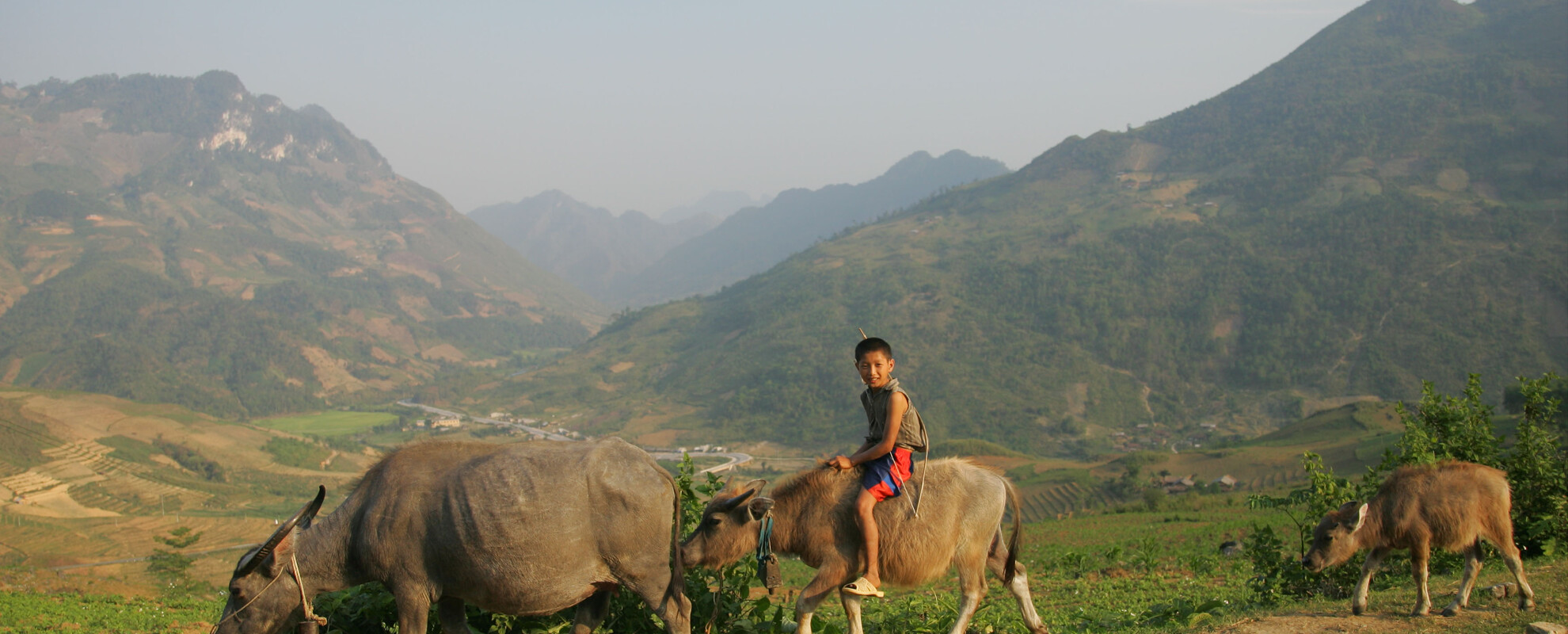 Regional conference On Sustainable livestock transformation for food systems in Asia and the Pacific