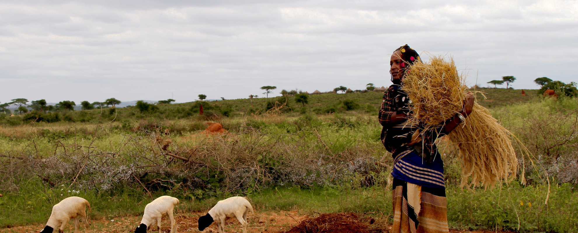 Borana woman collecting hay with sheep