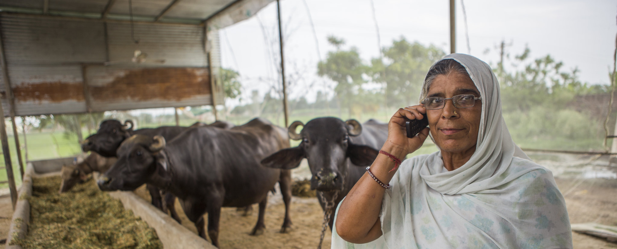 Livestock and climate solutions hub