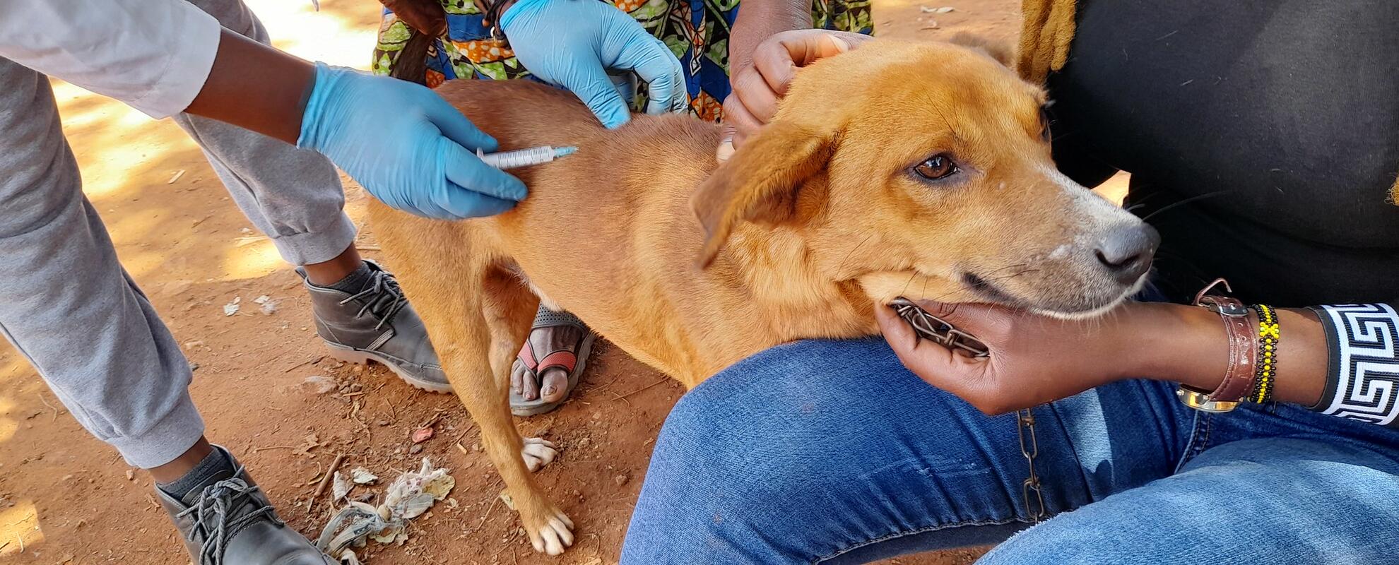 A dog being vaccinated against rabies