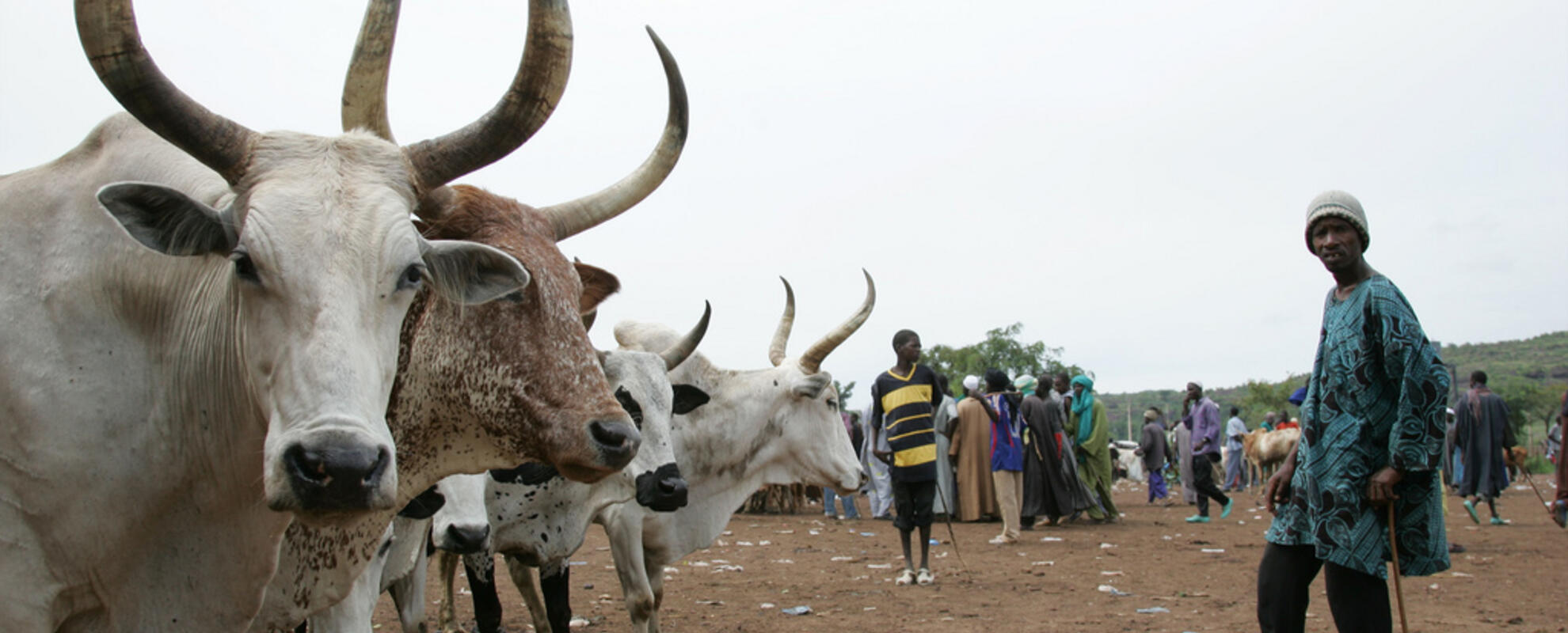 Feed the Future Mali Livestock Technology Scaling Program (FTF-MLTS)