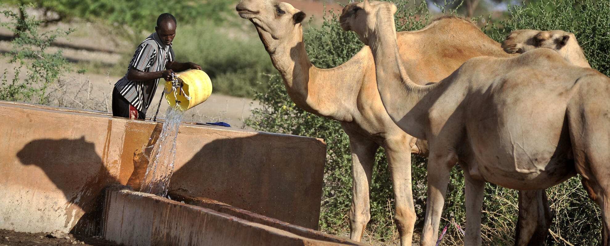 Watering camels near Wajir, northern Kenya