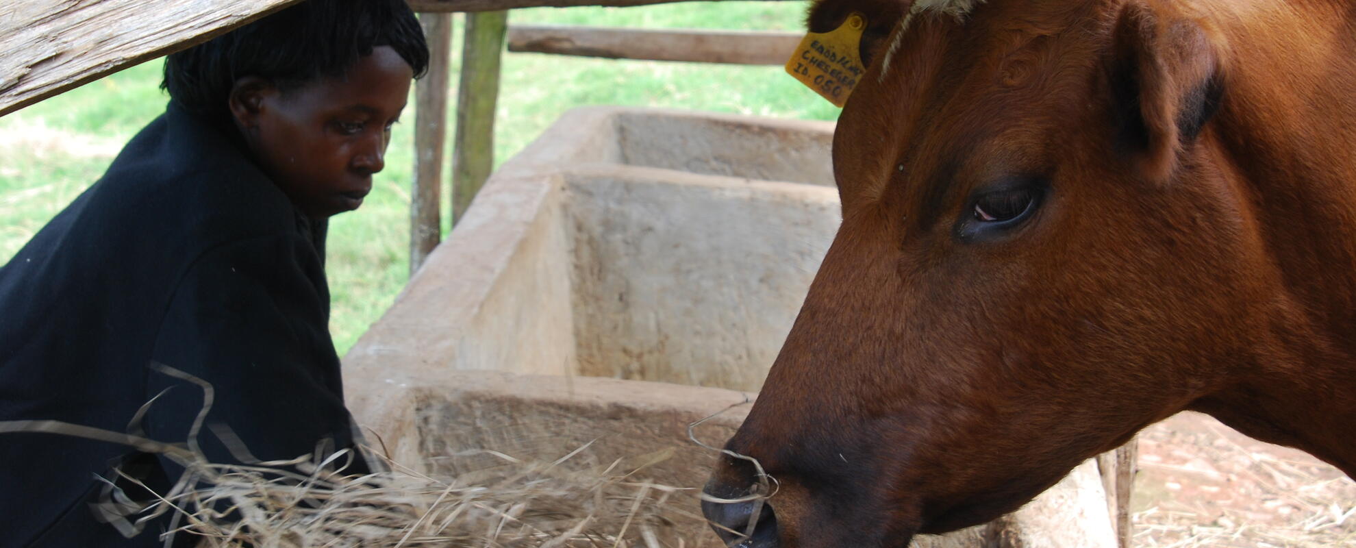 Dairying in Bomet County, Kenya