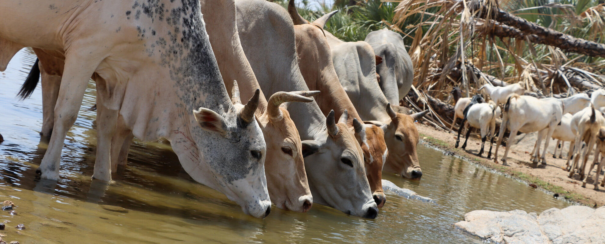 Cows drinking water in a drying river in Isiolo country, Kenya