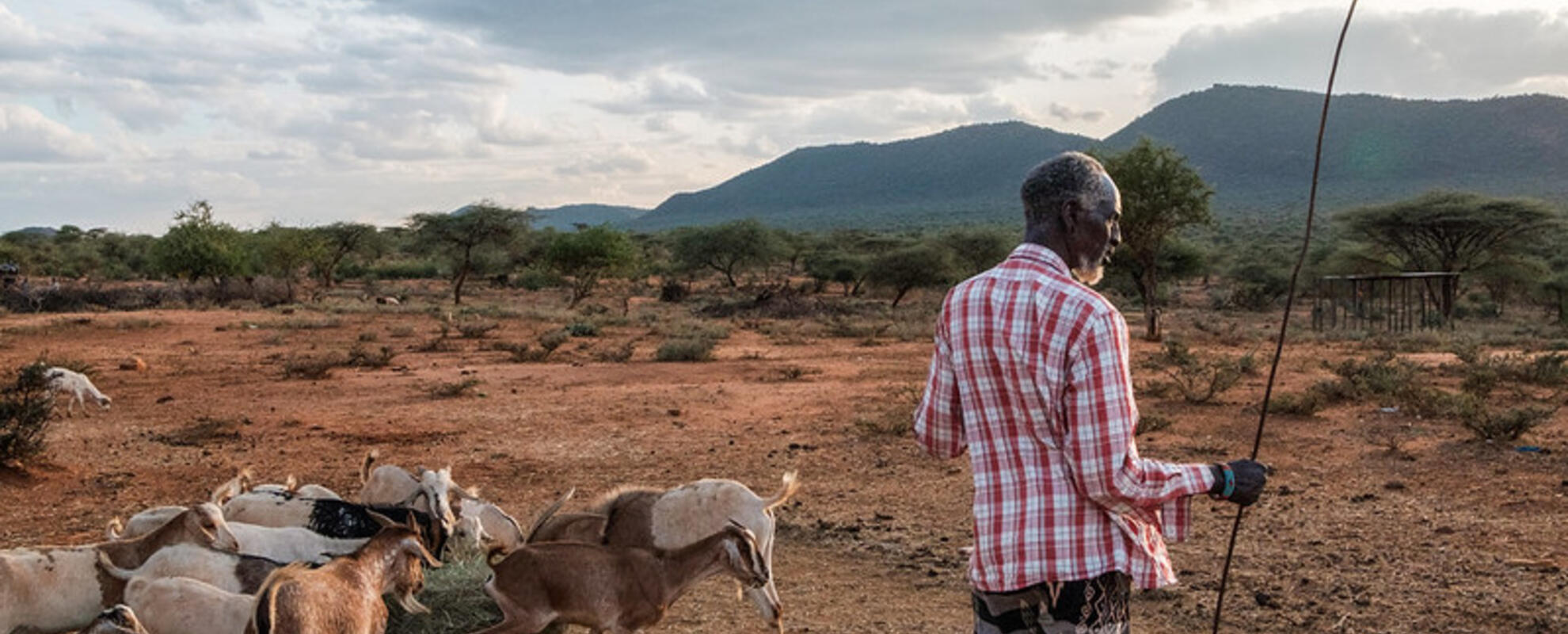 A Samburu pastoralist and his animals