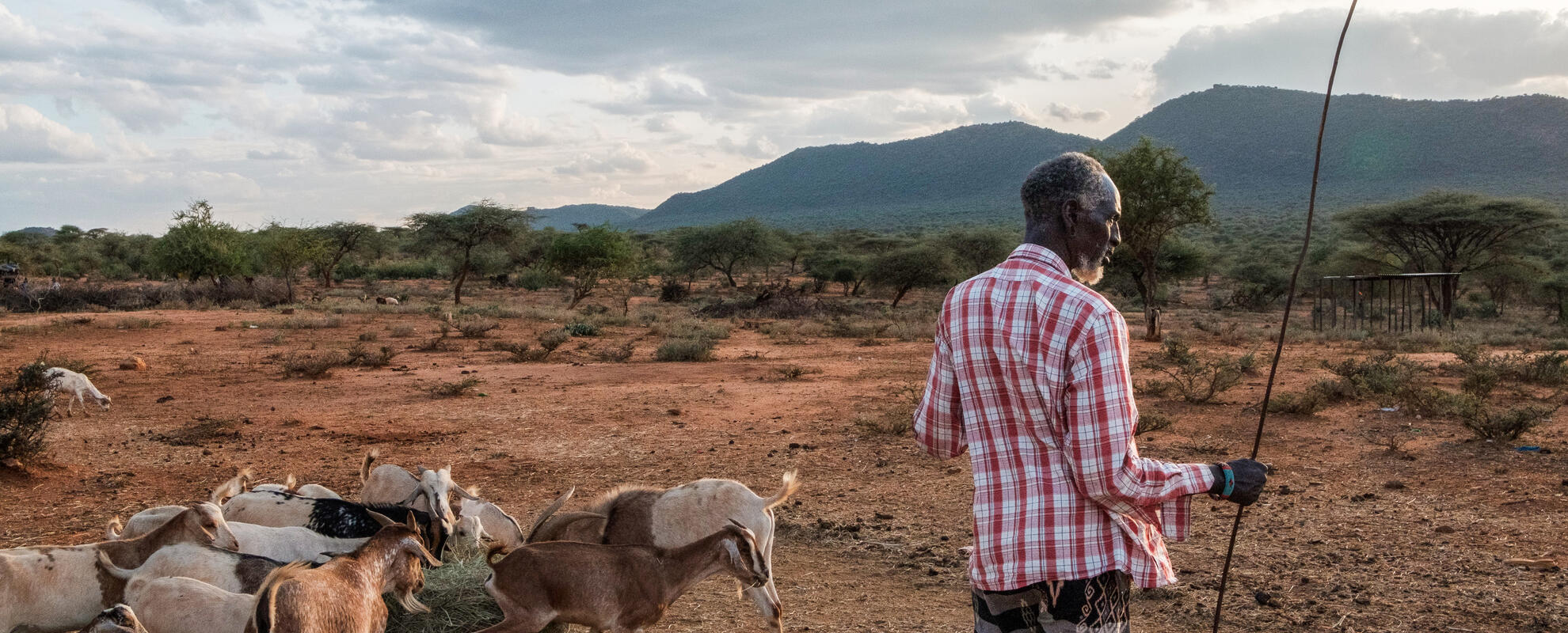 Samburu pastoralist and his animals (ILRI / Kabir Dhanji).