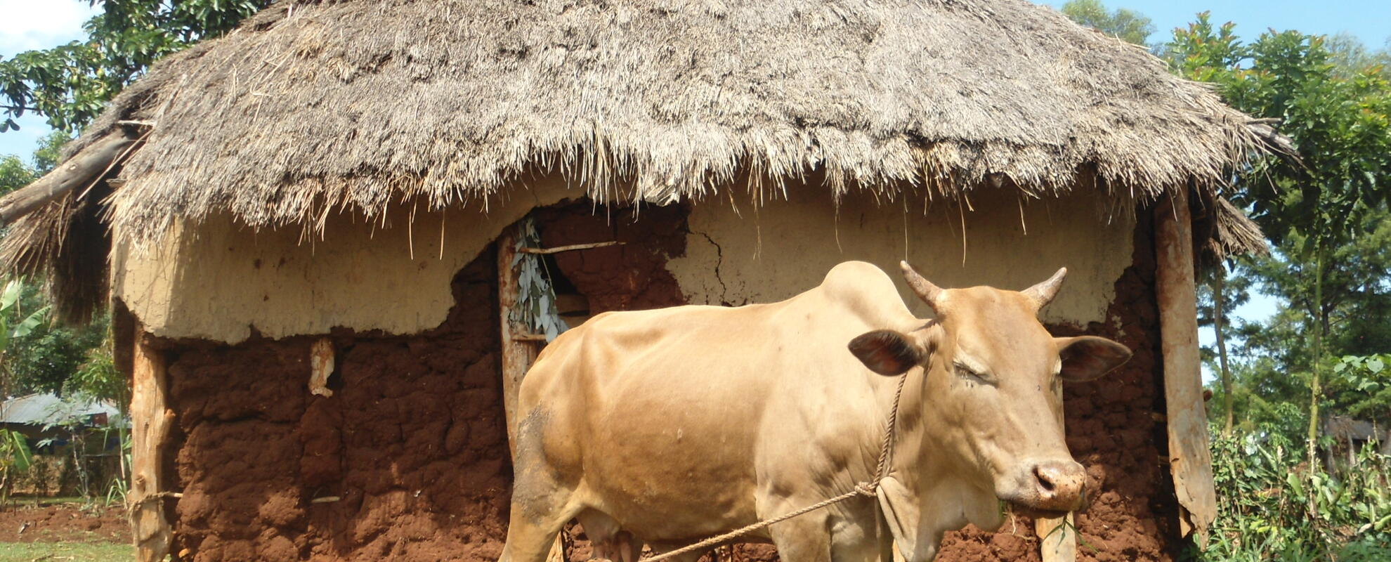 A cow in a village in Western Kenya. Photo credit: Mark Nanyingi