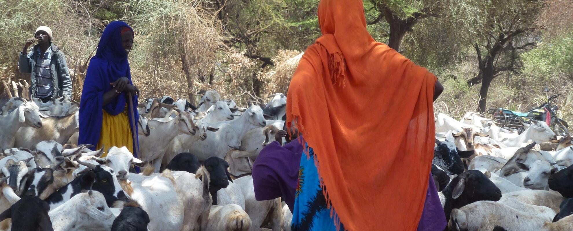 Smartphone app improves community livestock disease surveillance in northern Kenya