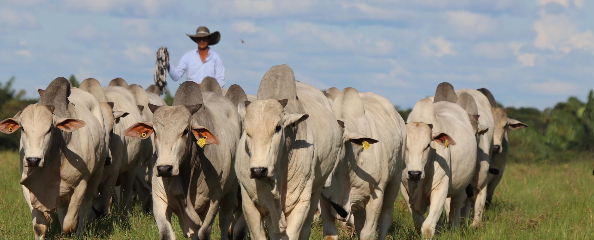 A cattle rancher with a herd of Nelore short cycle cattle at the Hacienda San José in Colombia.