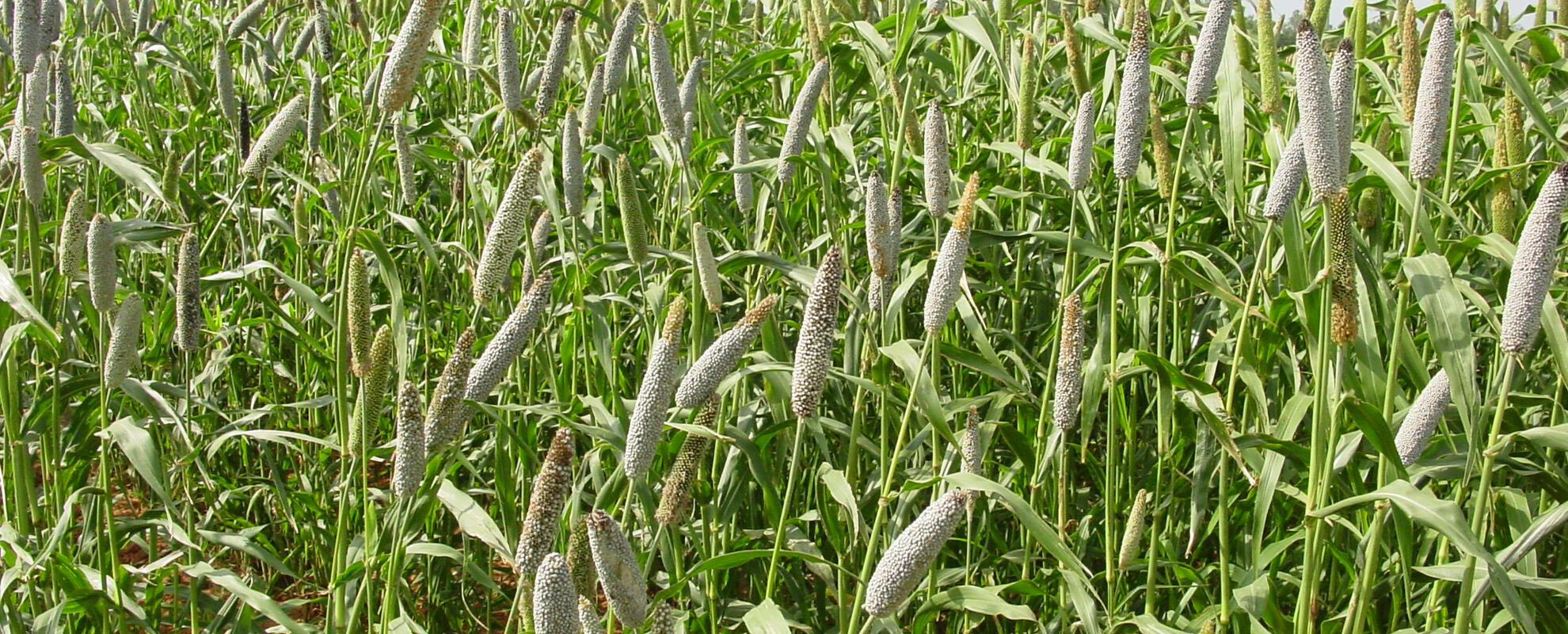 Pearl millet (ILRI)