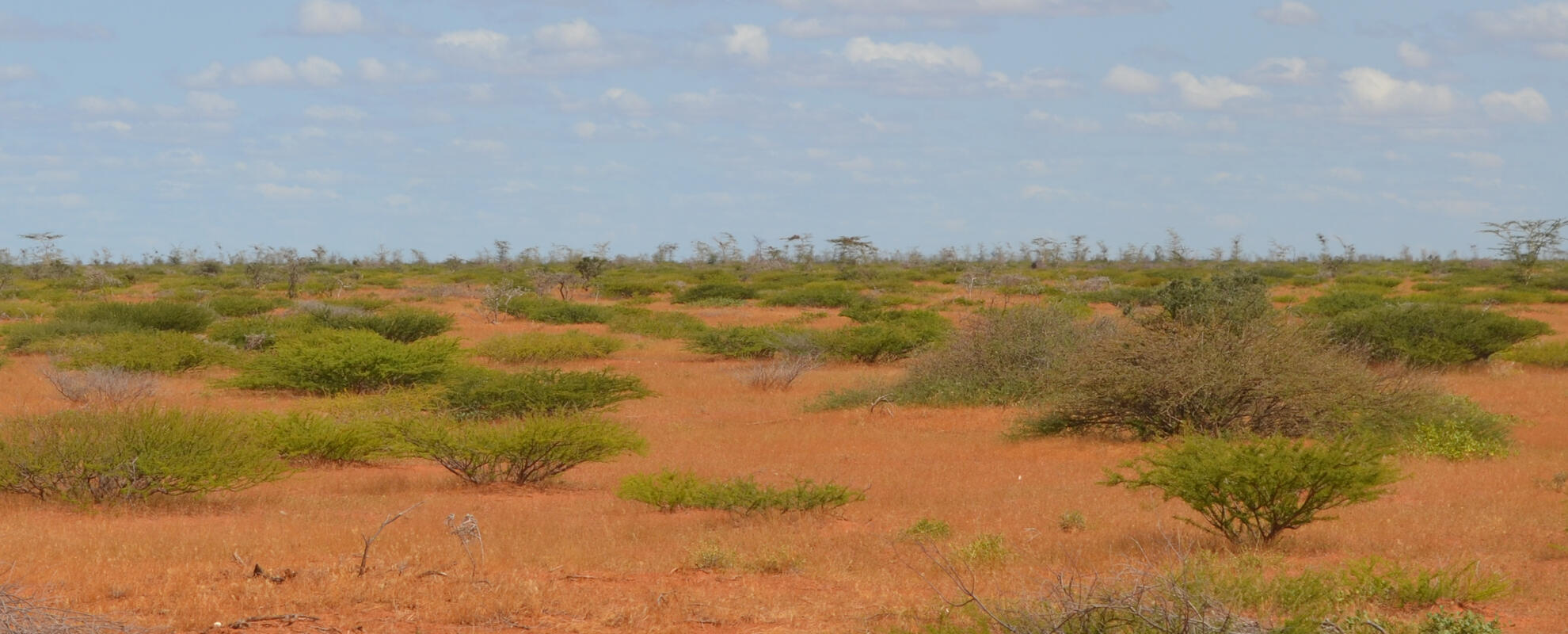 Rangeland landscape in Northern Kenya