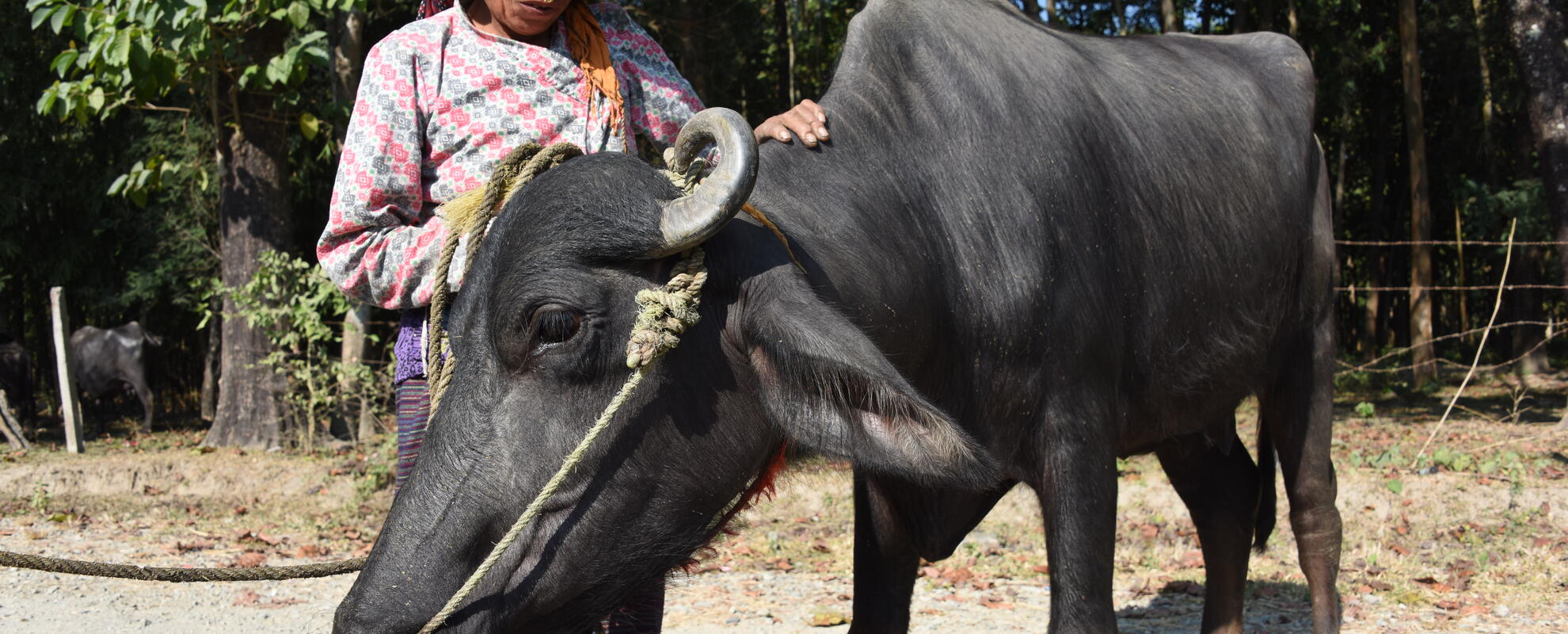 Nepali woman farmer with buffalo
