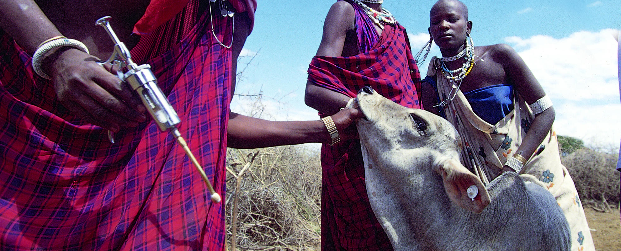 Maasai man vaccinating a cow against East Coast fever in northern Tanzania