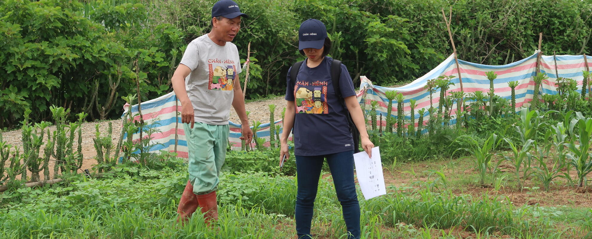 A farmer in Mai Sơn District, Sơn La Province, participates in SAPLING's trial models on forage growing (photo credit: ILRI/Chi Nguyen).