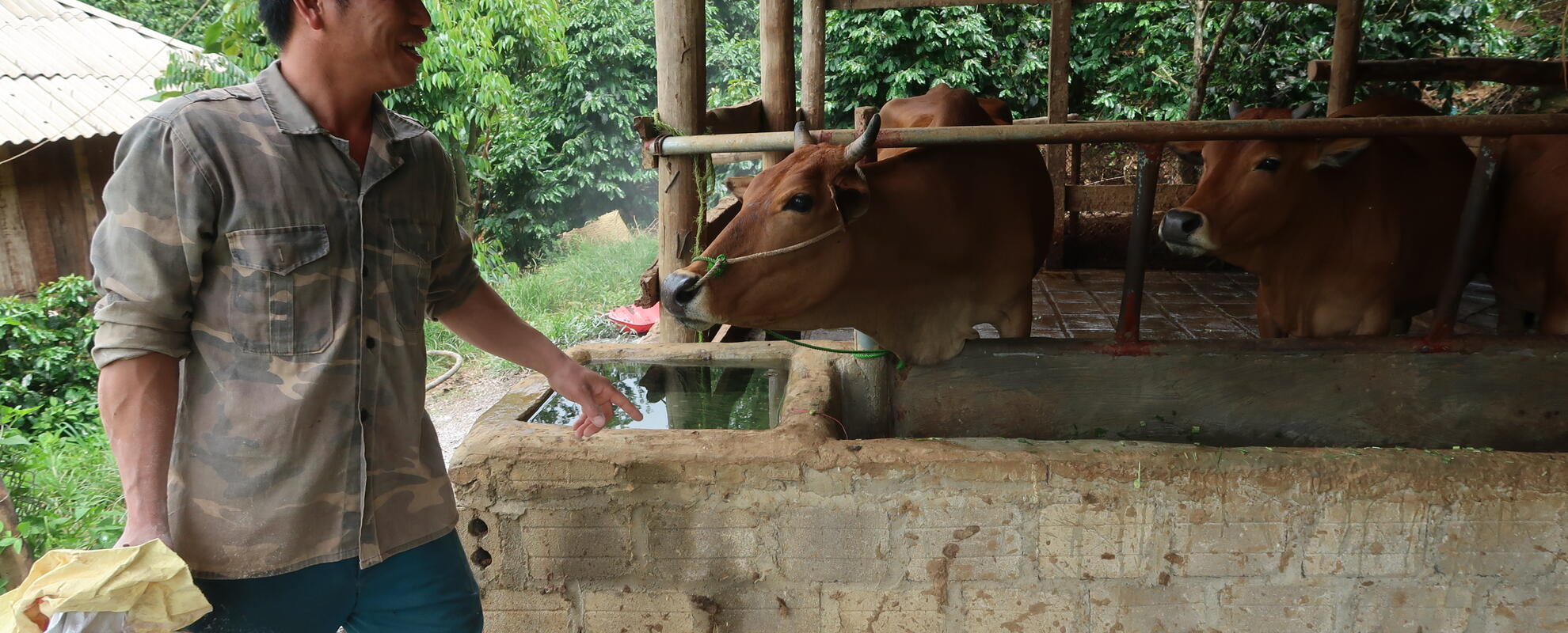 Ha Van Kim, a Thai ethnic farmer in Son La Province, Vietnam takes care of his cattle (photo credit: ILRI/Chi Nguyen).