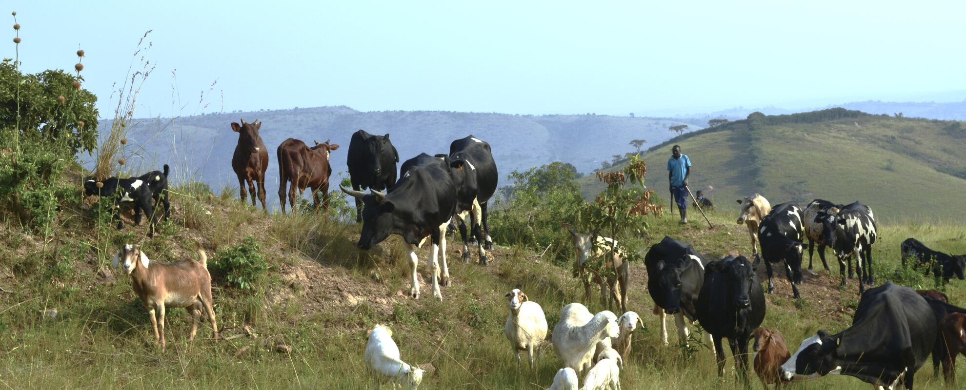 Mixed crop- livestock farming in Mbarara, Uganda (photo credit: ILRI/Pamela Wairagala)