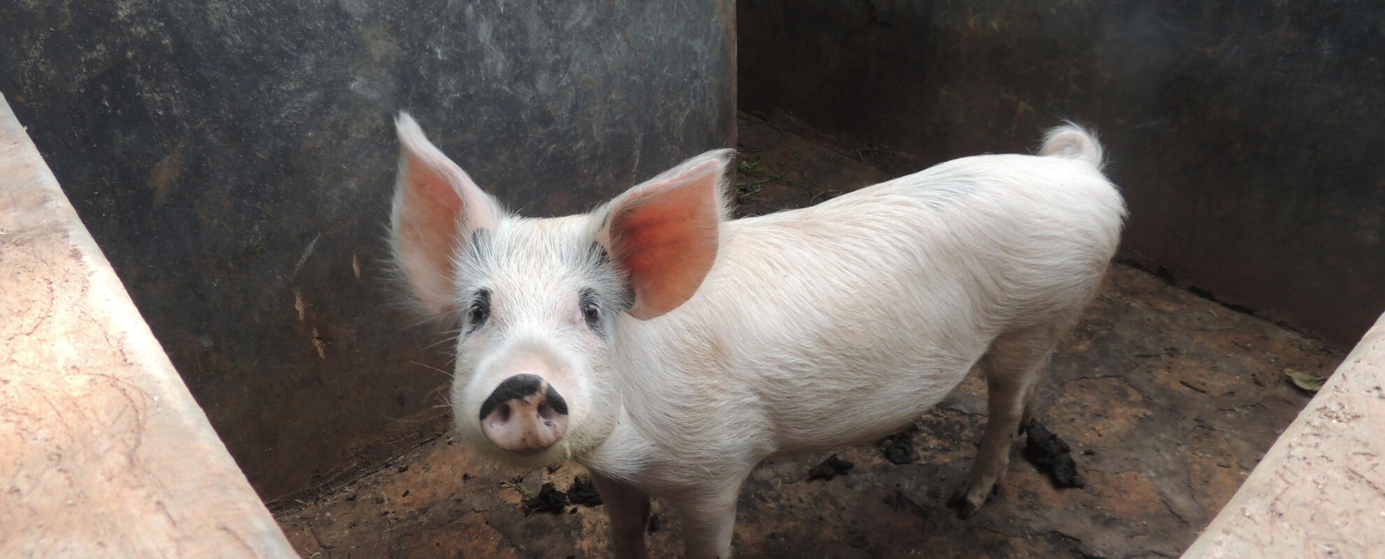 Pig in concrete stable in Mukono District, Uganda