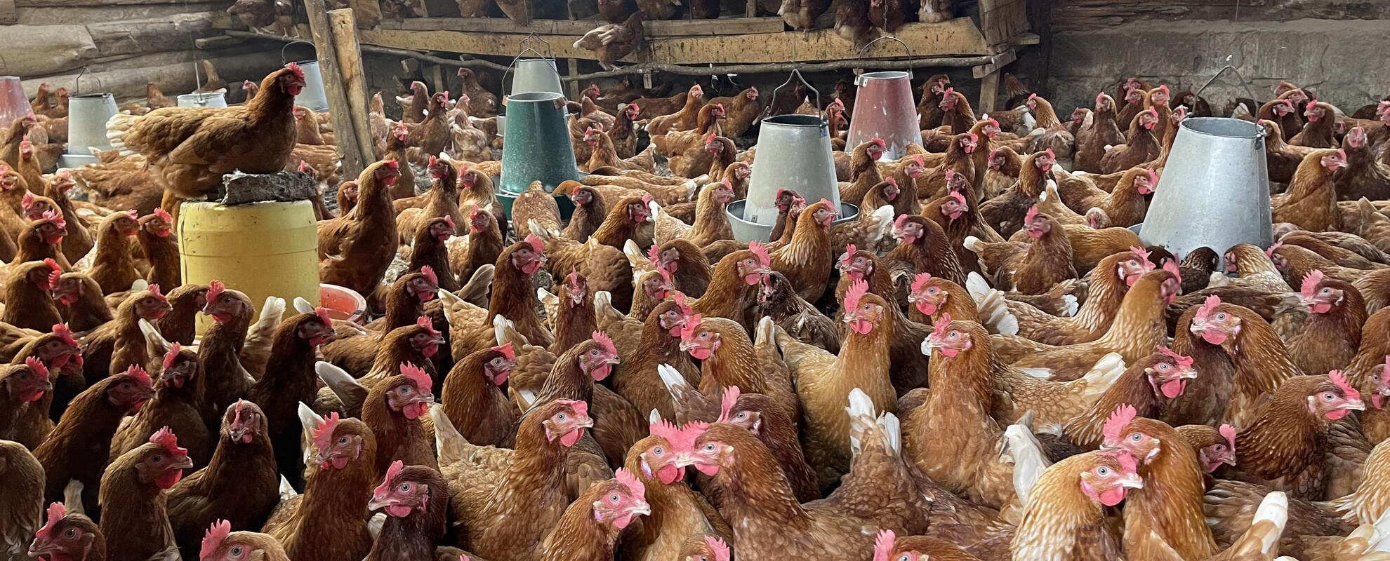 Smallholder poultry farming in Kenya