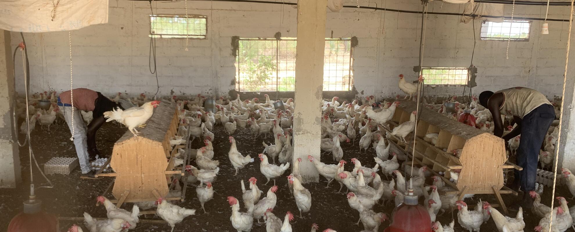 Poultry farming in Senegal