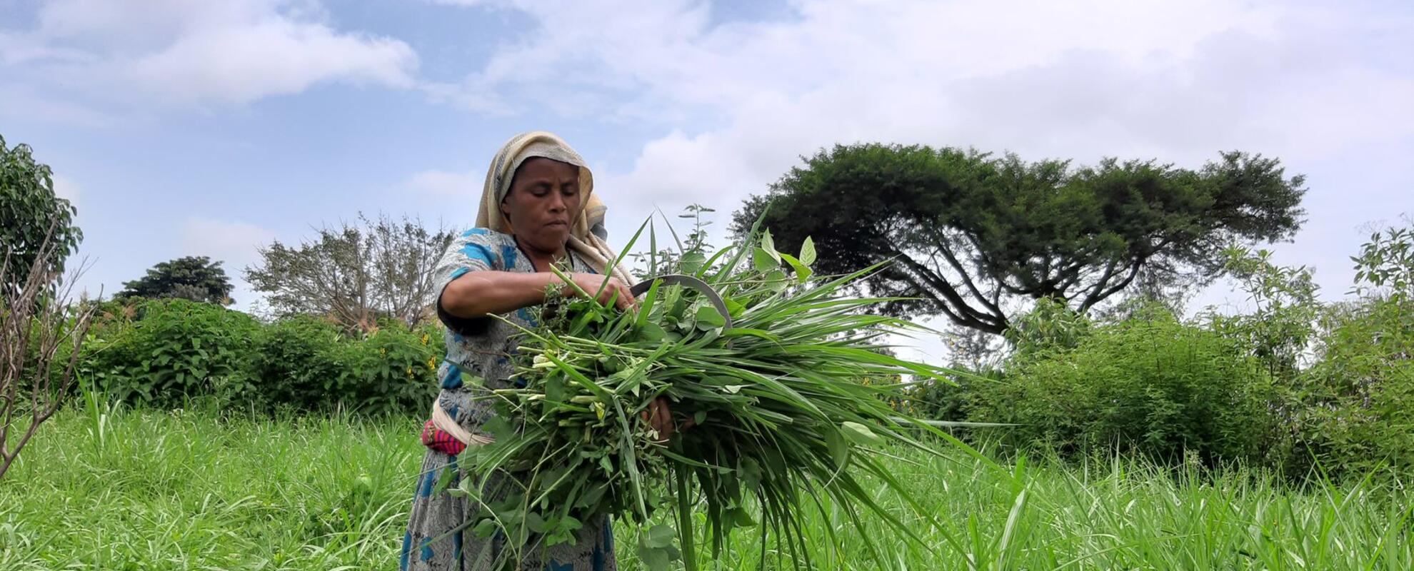 Woman harvesting Irrigated fodder-ILSSI
