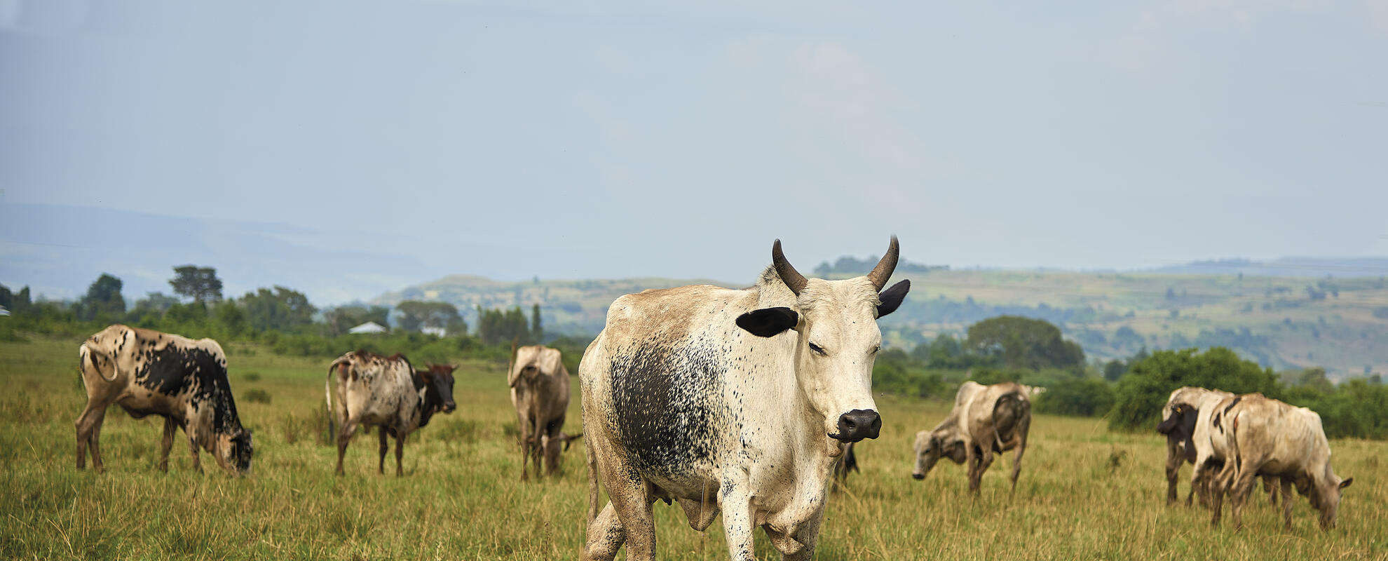 Ethiopian Fogera cattle