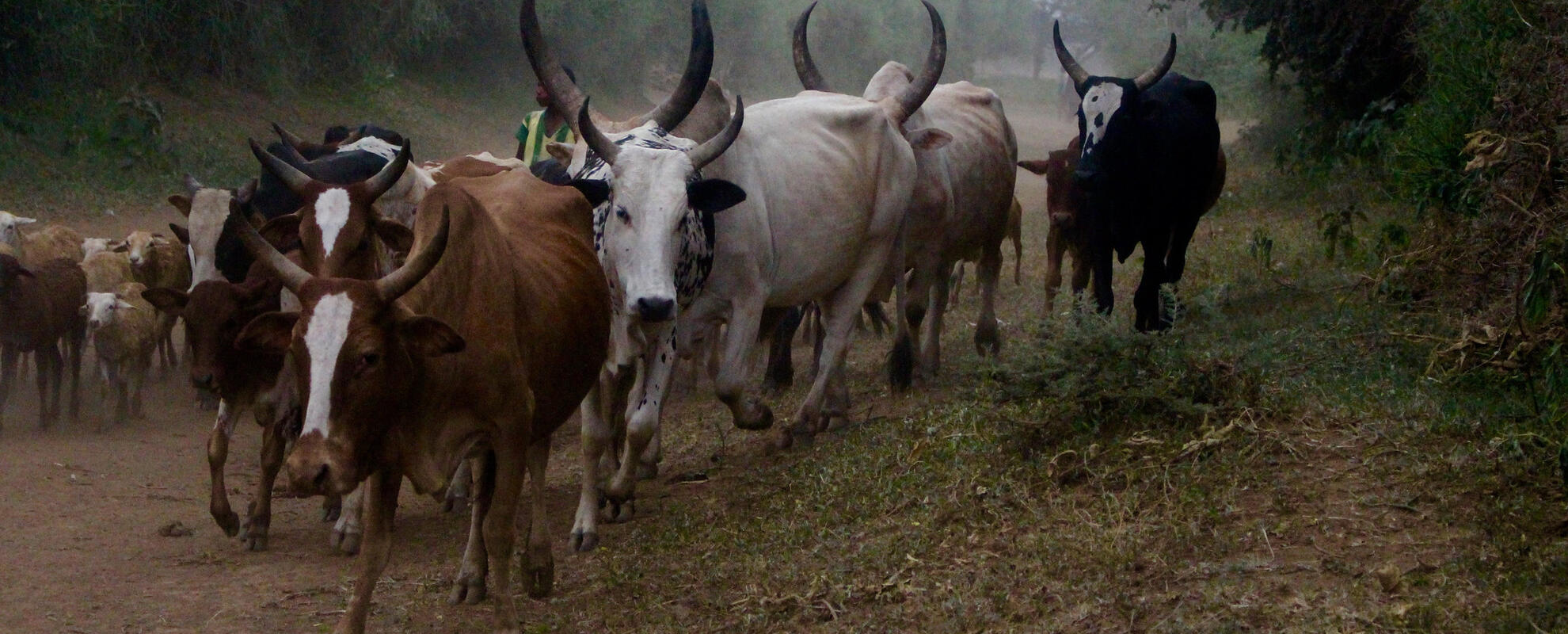 Herd of cows (ILRI/ Camille Hanotte)