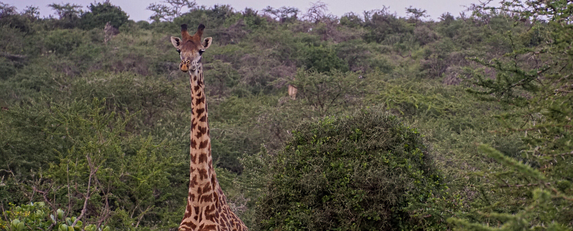Giraffe at Kapiti (ILRI/Meyers)