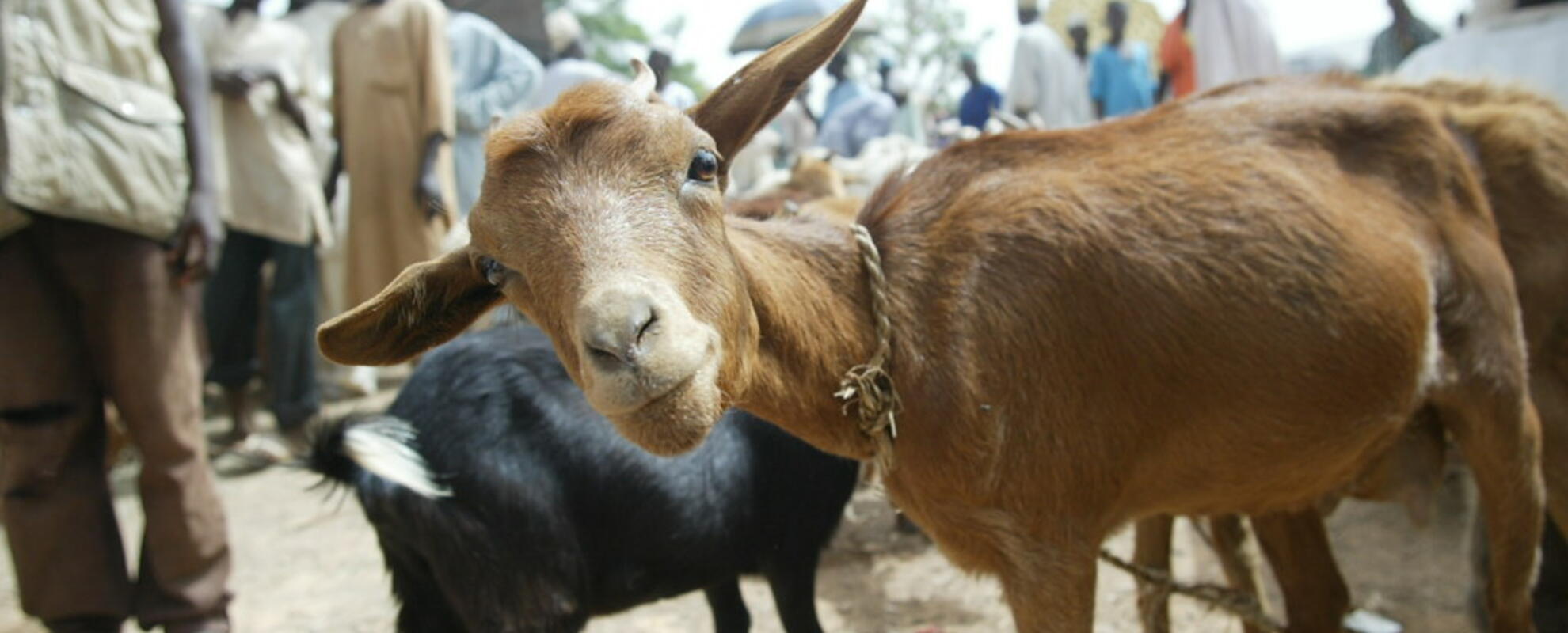Goat in a market in Nigeria