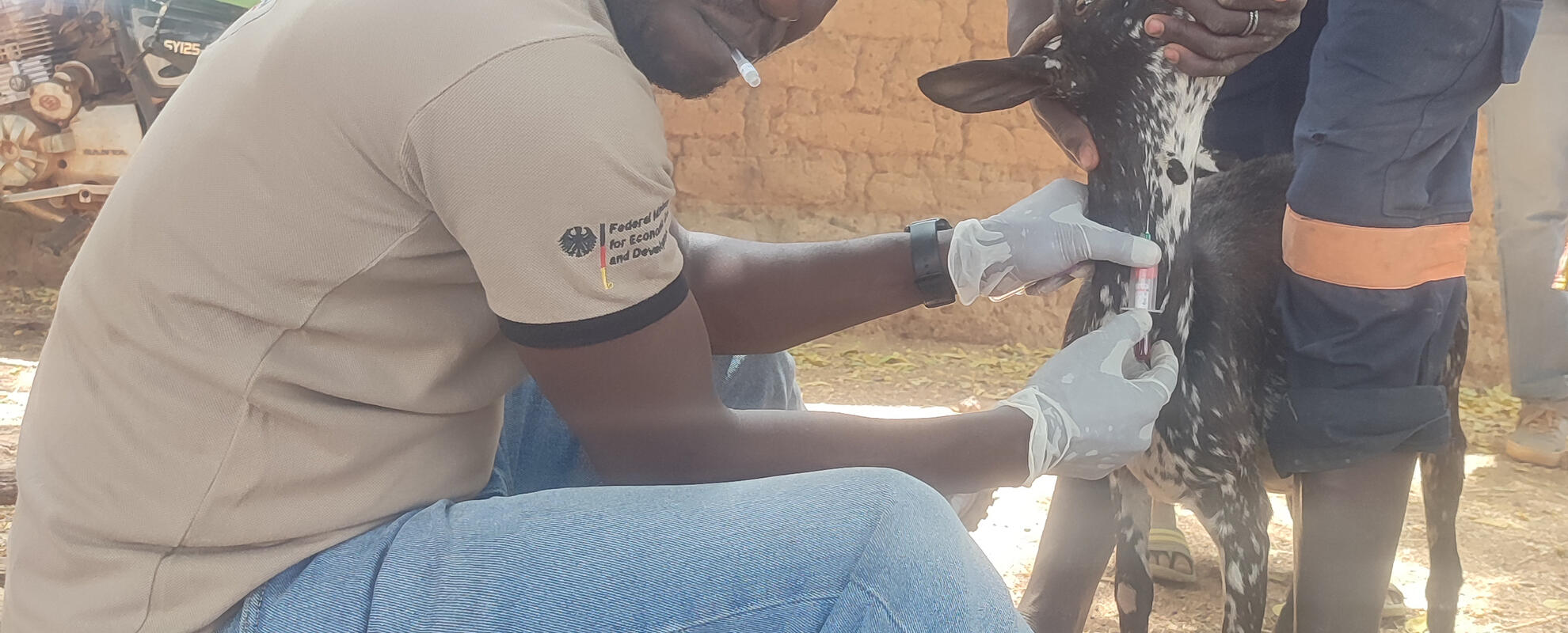 Abdoul Iboudo of ILRI takes a blood sample from a goat in Burkina Faso (photo credit: Moctar Yougbaré).