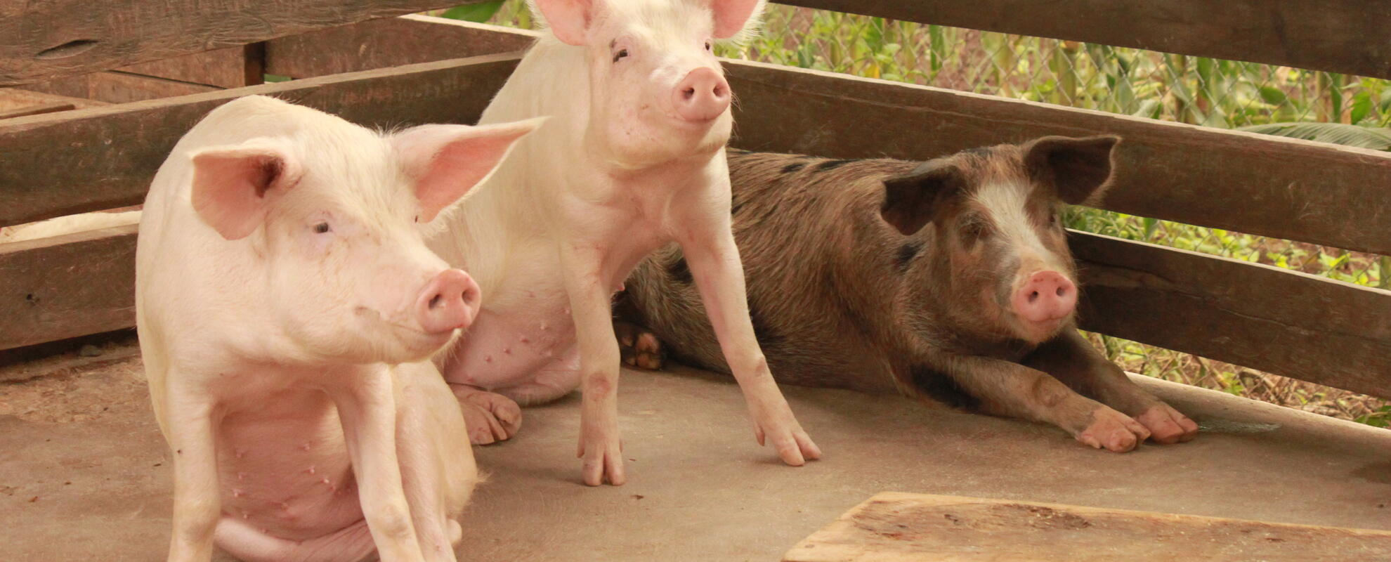 Improved pigs on a farm in Hoima district, Uganda