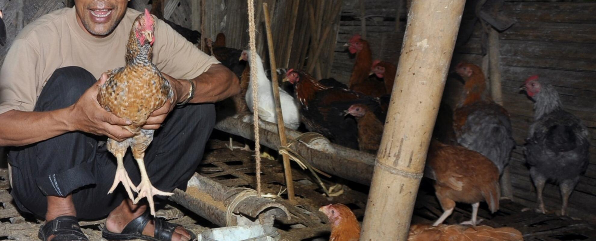 A flock of Kadaknath native chicken reared under deep litter system