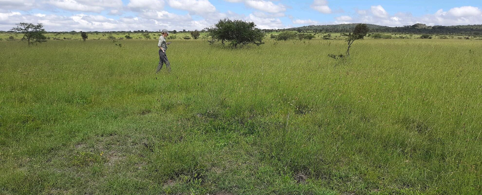 Surveying the grassland landscape