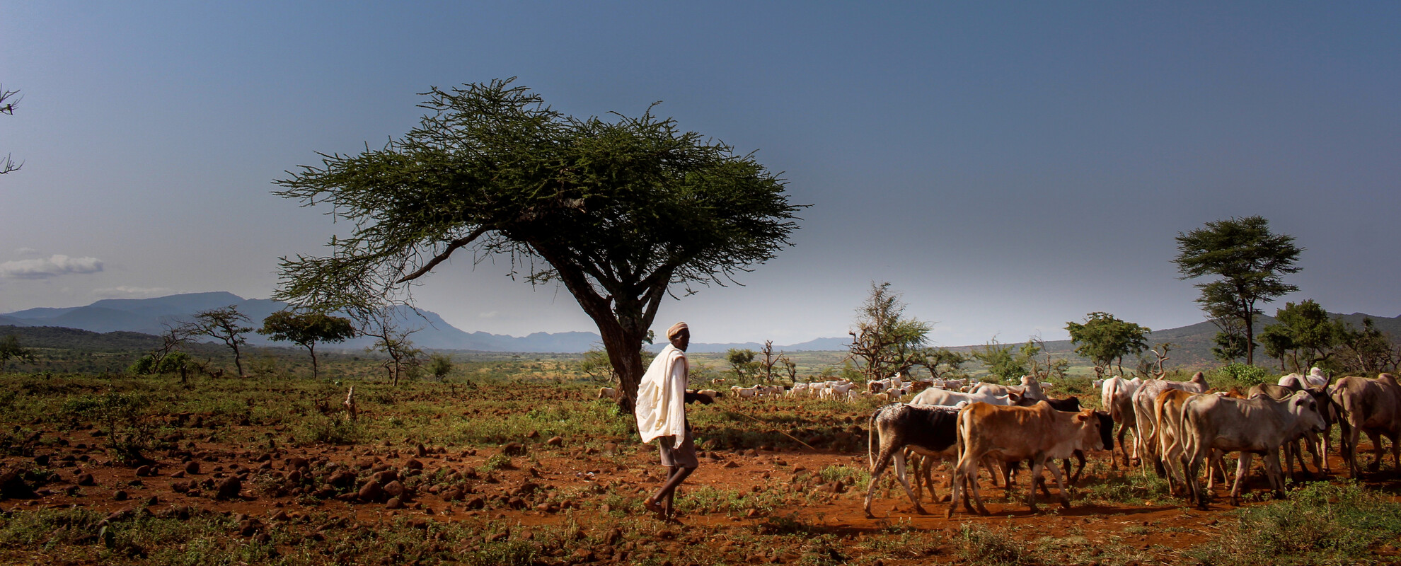 pastoralist in Ethiopia