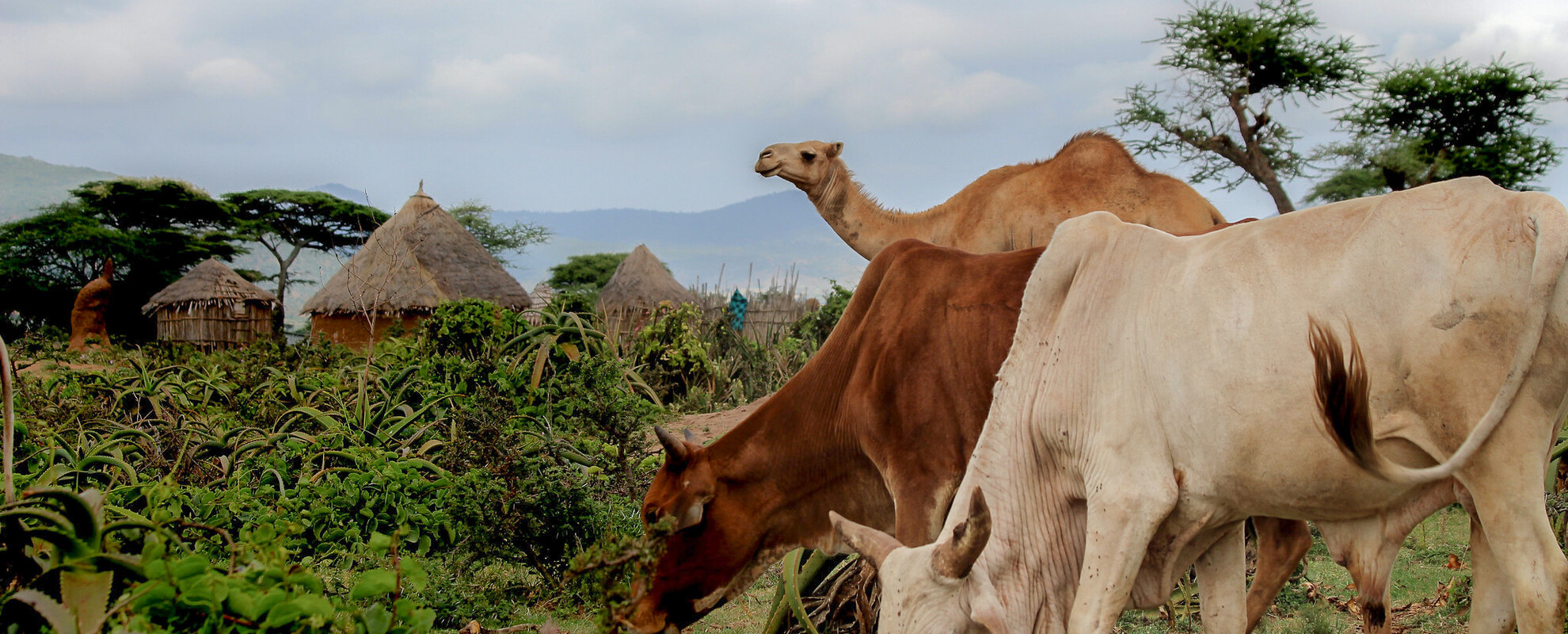 Boran cattle and camel