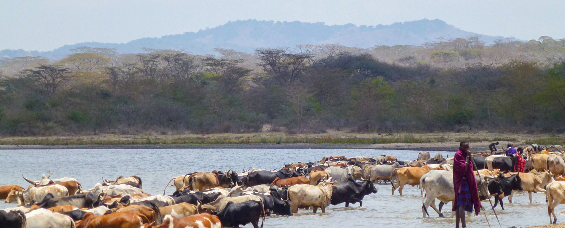 A Maasai pastoralist taking livestock to drink from the Olkitikiti Dam, Kiteto, Tanzania.
